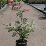 Grevillea 'Robyn Gordon'