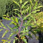 Grevillea poorinda 'Royal Mantle'