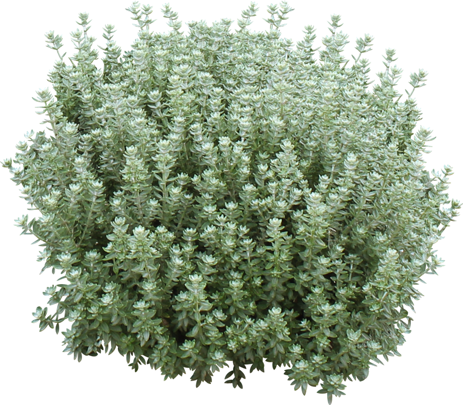 Westringia fruticosa ‘WES04’ PBR Grey Box™ | Andreasens Green Wholesale