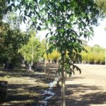 Harpulia pendula 100lt