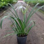 Hymenocallis littoralis