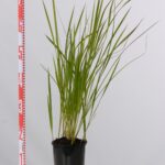 Imperata cylindrica