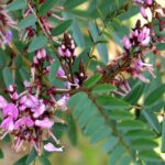 Indigofera australis