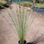 Juncus usitatus