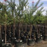 Lagerstroemia indica x L.fauriei ‘Biloxi’