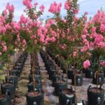 Lagerstroemia indica x L.fauriei ‘Sioux’
