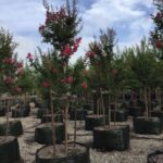 Lagerstroemia indica x L.fauriei ‘Tuscarora’