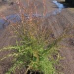 Leptospermum flavescens ‘Cardwell’