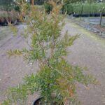 Leptospermum petersonii