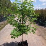 Liquidamber styraciflua