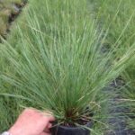 Lomandra fluvialtilis ‘ABU7’ PBR Shara™
