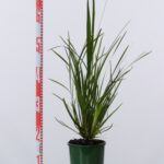 Lomandra hystrix