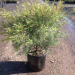 Melaleuca linariifolia 'Snowstorm'