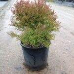 Melaleuca linariifolia 'Claret Tops'