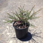 Melaleuca thymifolia