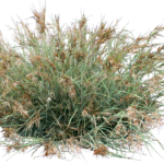 Themeda australis ‘MINGO’ PBR