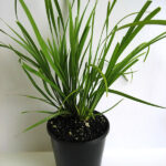 Lomandra longifolia 'KATRINUS' PBR