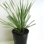 Lomandra longifolia ‘LM300’ PBR Tanika®