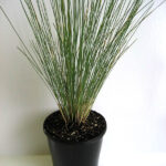 Poa poiformis ‘PP500’PBR Kingsdale®