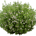 Westringia ‘WES02’PBR Ozbreed Aussie Box®