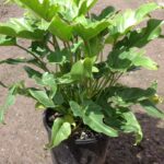 Philodendron ‘Xanadu’ 200mm