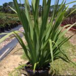 Phormium tenax