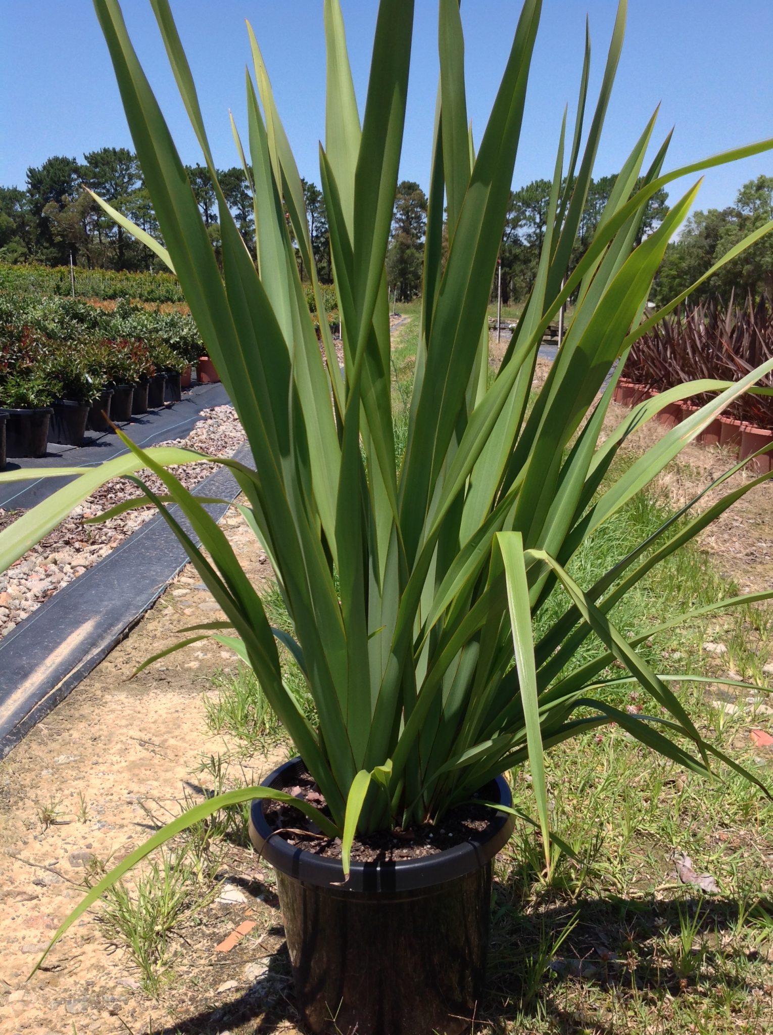 Phormium tenax - Andreasens Green