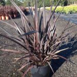 Phormium ‘Wildwood’