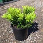 Pittosporum tobira 'Miss Muffet'