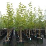 Platanus orientalis ‘Digitata’