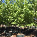 Platanus x acerifolia