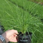 Poa labillardieri ‘ESKDALE’ PBR