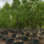 Pyrus calleryana ‘Bradford’