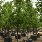 Pyrus calleryana ‘Chanticleer’