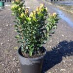 Rhaphiolepis indica ‘Snow Maiden’