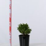 Scaevola aemula 'Aussie Salute'