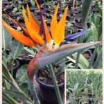 Strelitzia reginae