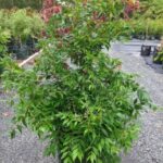 Syzygium ‘Cascade’