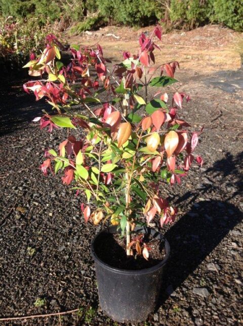 Syzygium Cascade Andreasens Green