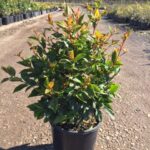 Syzygium australe 'Aussie Boomer'