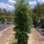 Syzygium australe ‘Resilience’