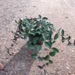 Trachelospermum asiaticum