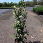 Trachelospermum jasminoides