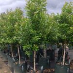 Tristaniopsis laurina