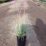 Tulbaghia violacea 'Variegated'