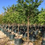 Ulmus parvifolia 'Todd'