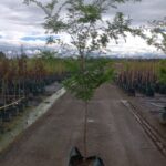 Ulmus parvifolia 'Murrays Form'