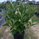 Viburnum odoratissimum 'Emerald Lustre'