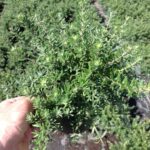 Westringia fruticosa ‘WES05’ PBR Mundi™