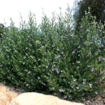 Westringia ‘WES01’ PBR Naringa™